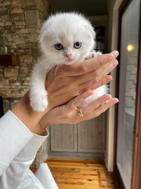 White Scottish Fold kitten from Luxury Only Kittens held in two hands