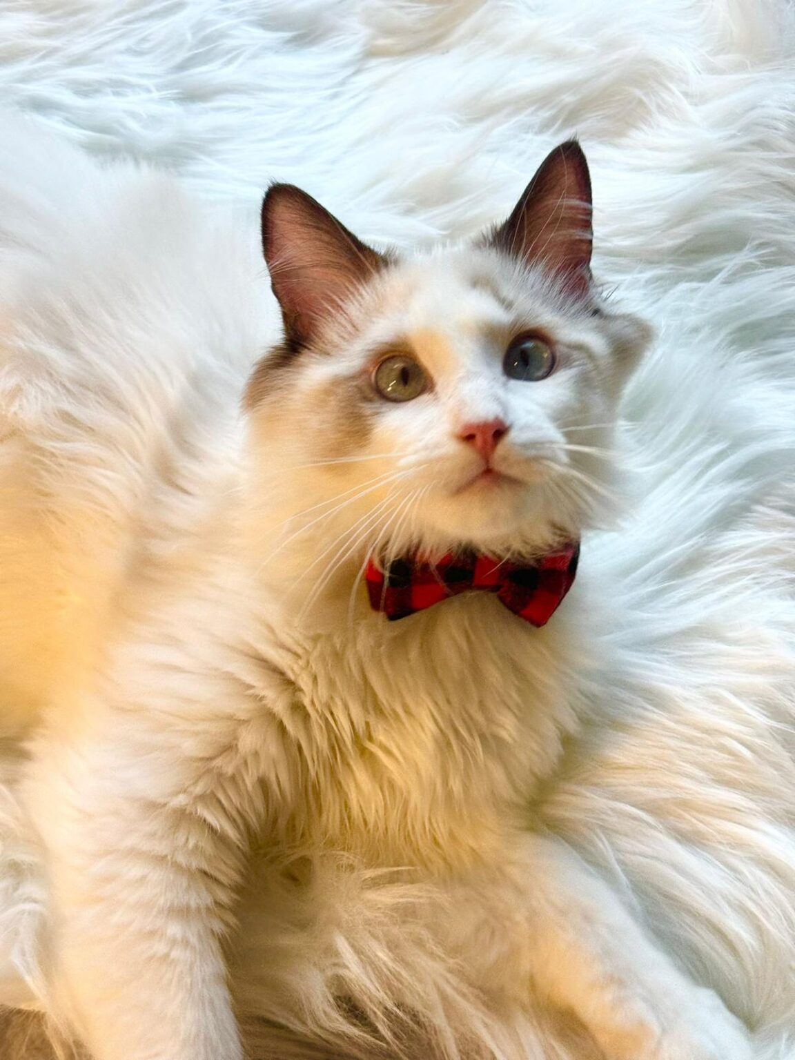 Cat Breed - Ragdoll - Luxury Only Kittens