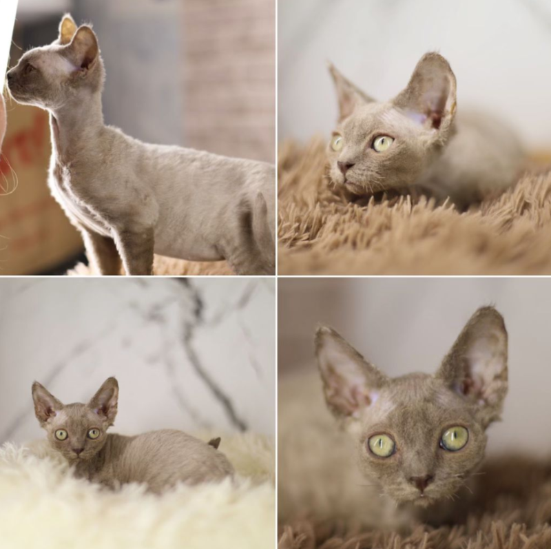 Devon Rex Kitten – Male – 00201 - Date of birth: 10-05-2024