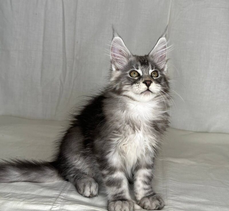 Maine Coon Kitten – Female – 00193