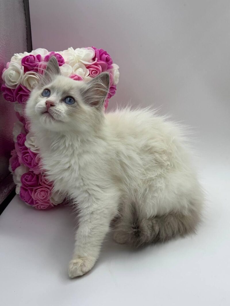 Ragdoll Kitten – Female – 00192