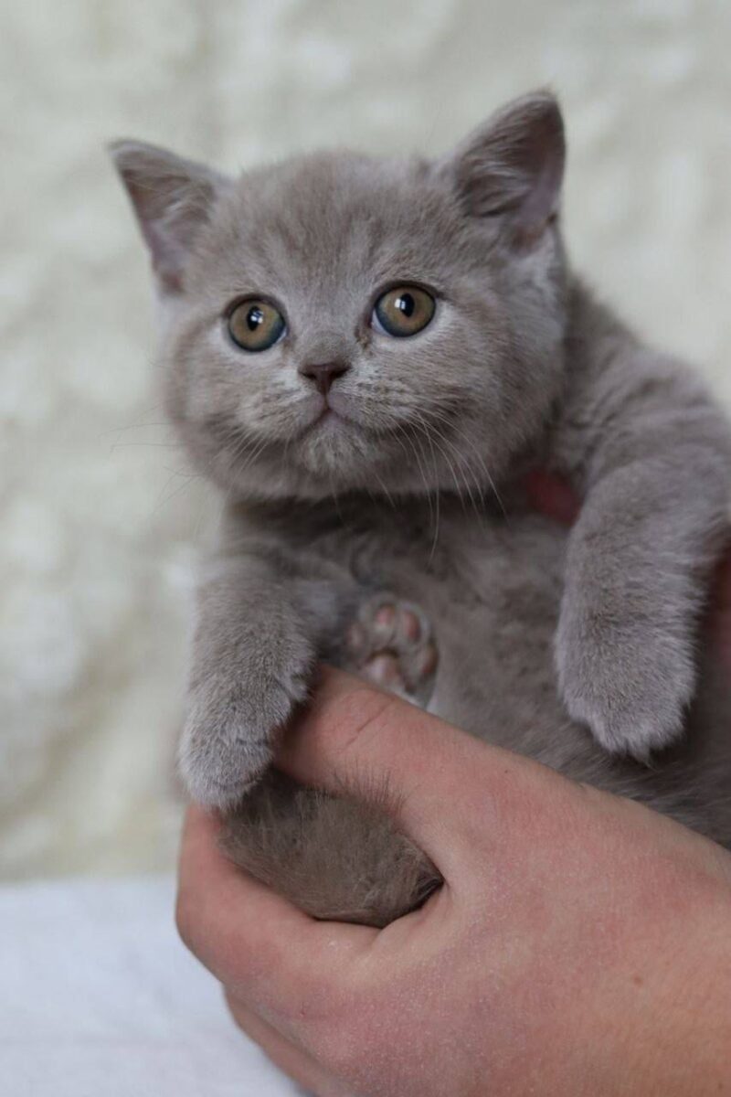 British Shorthair Kitten – Female – 00187