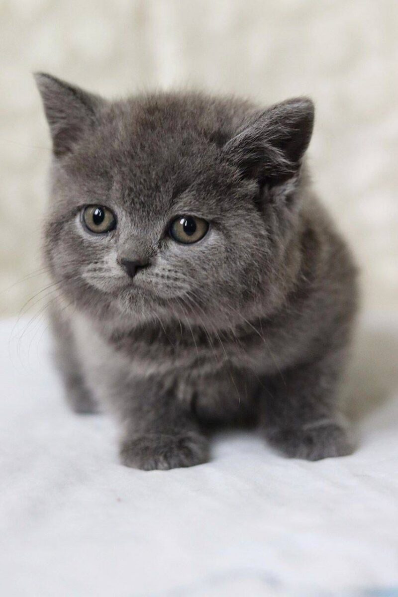 British Shorthair Kitten – Male – 00188