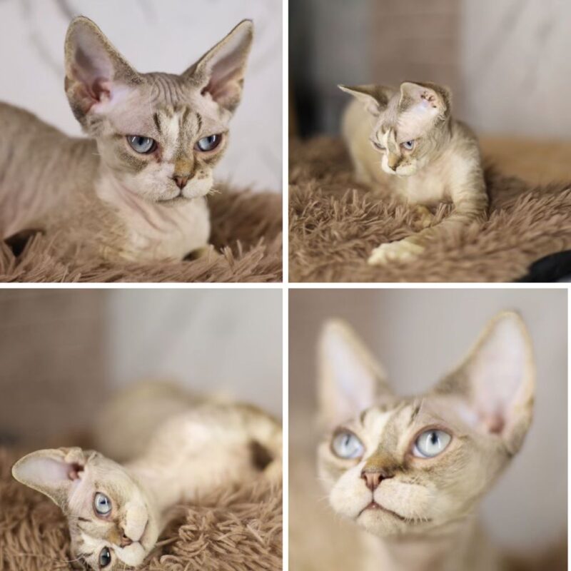 Devon Rex Kitten – Male – 00199 - Date of birth: 09-15-2024