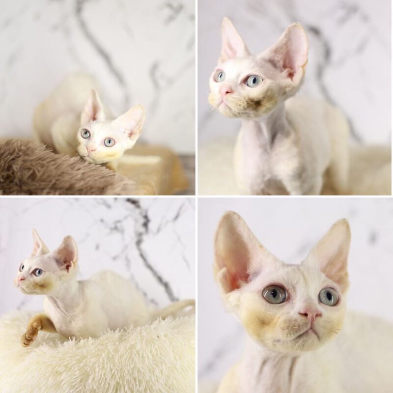 Devon Rex Kitten – Male – 00200 - Date of birth: 09-15-2024