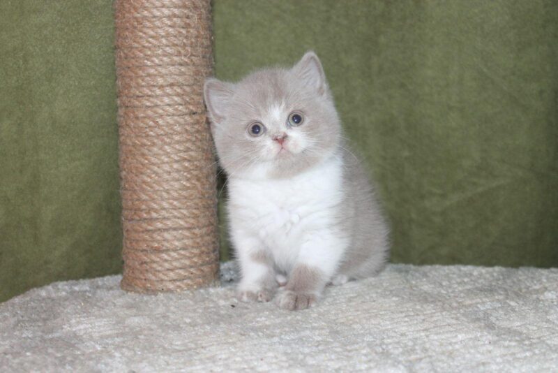 British Shorthair Kitten – Male – 00215