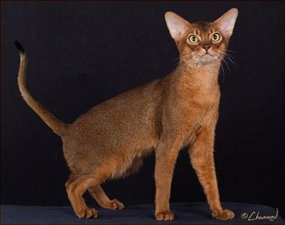 Cat breed Ayssinian