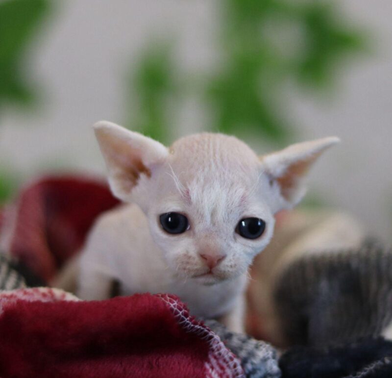 Devon Rex Kitten – Male – 00221 - Date of birth: 02-08-2025