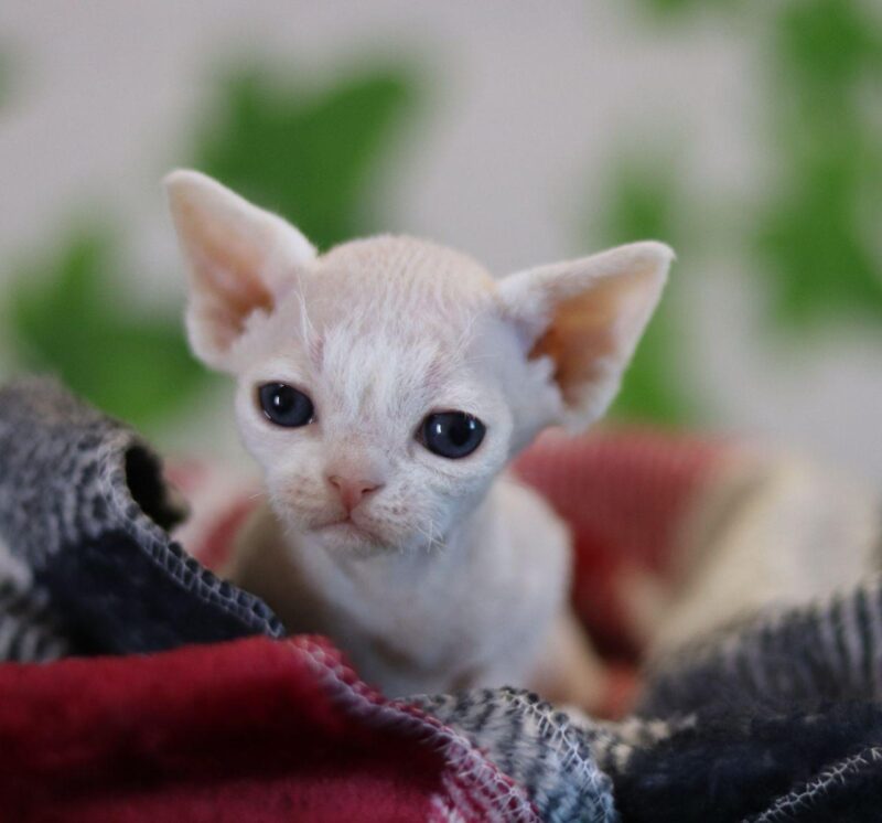 Devon Rex Kitten – Male – 00221 - Date of birth: 02-08-2025 - Image 3