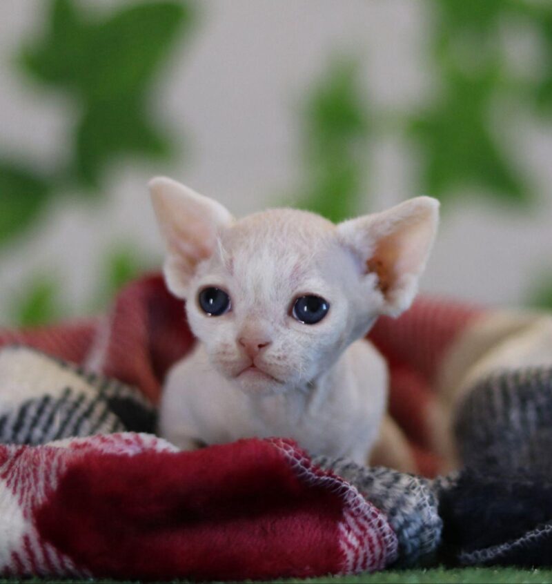 Devon Rex Kitten – Male – 00221 - Date of birth: 02-08-2025 - Image 2