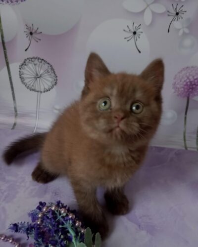 British Shorthair Kitten – Male – 00236
