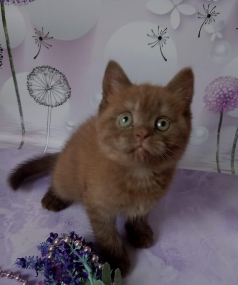 British Shorthair Kitten – Male – 00236