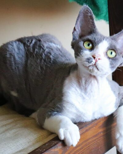 Devon Rex Kitten – Female – 00248