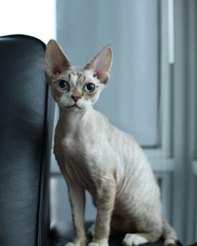 Devon Rex Kitten – Male – 00249