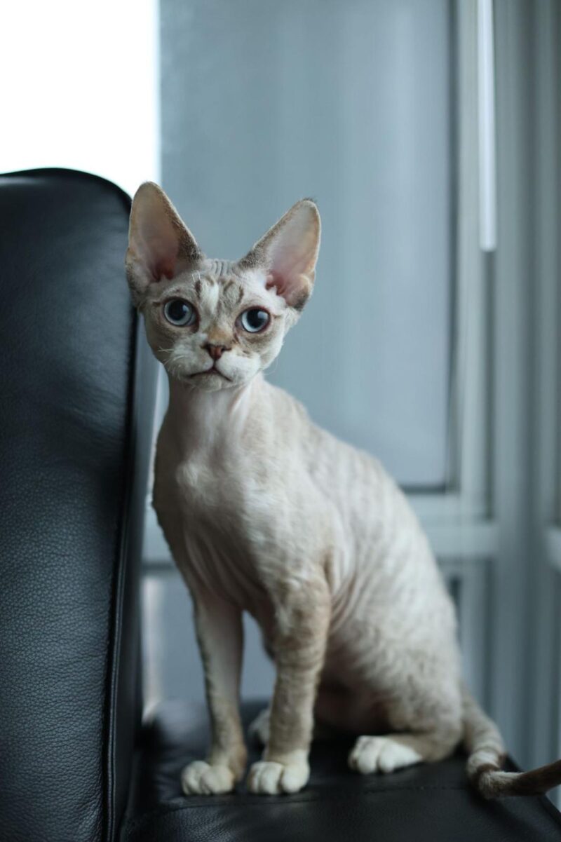 Devon Rex Kitten – Male – 00249