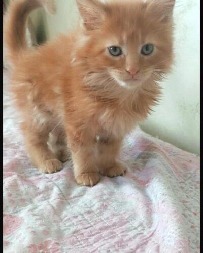 Maine Coon Kitten – Male – 00241