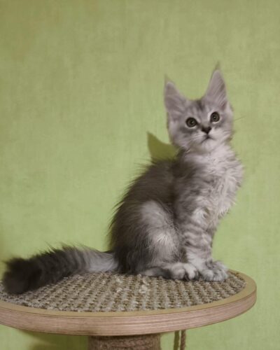 Maine Coon Kitten – Male – 00246
