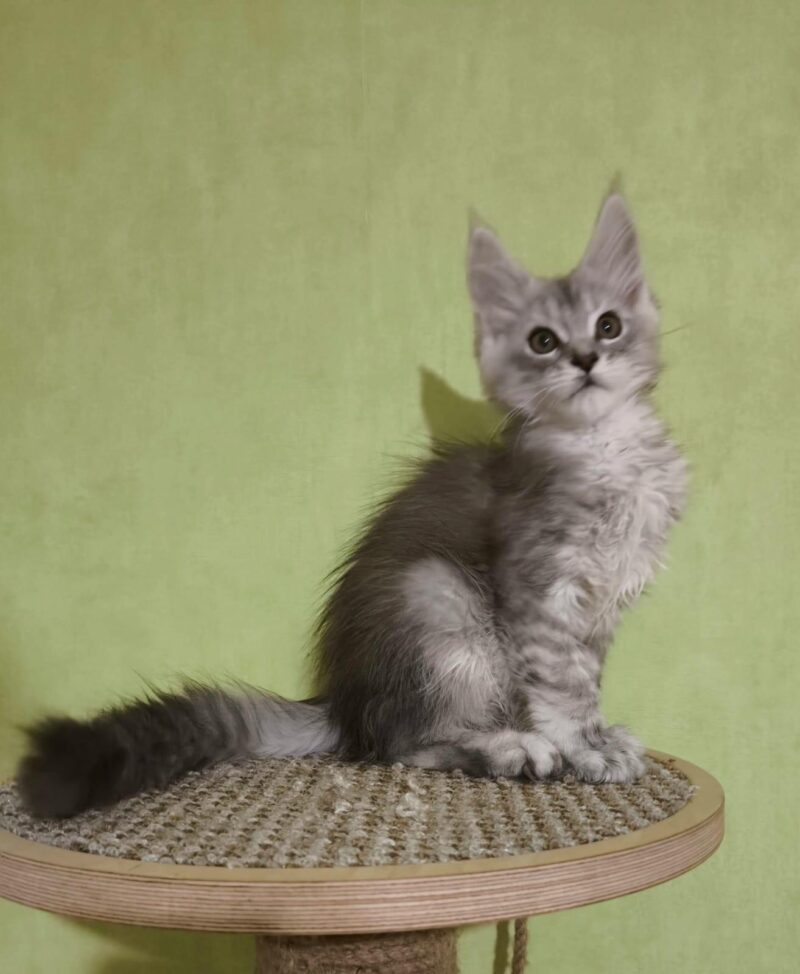 Maine Coon Kitten – Male – 00246