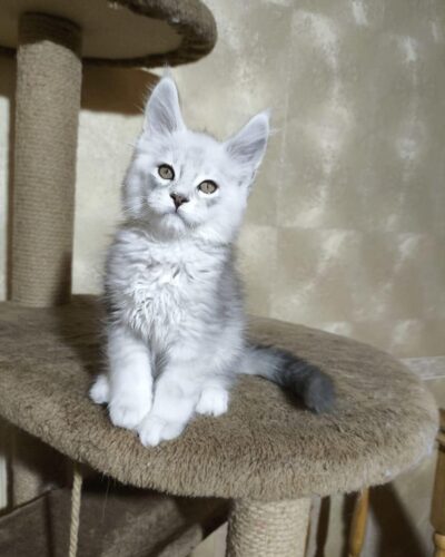 Maine Coon Kitten – Male – 00247