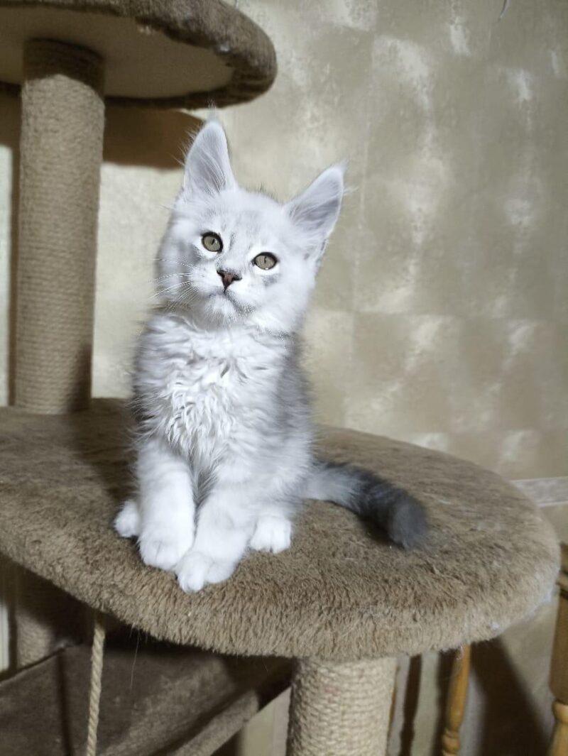 Maine Coon Kitten – Male – 00247