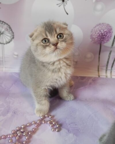 Scottish Fold Kitten – Female – 00243