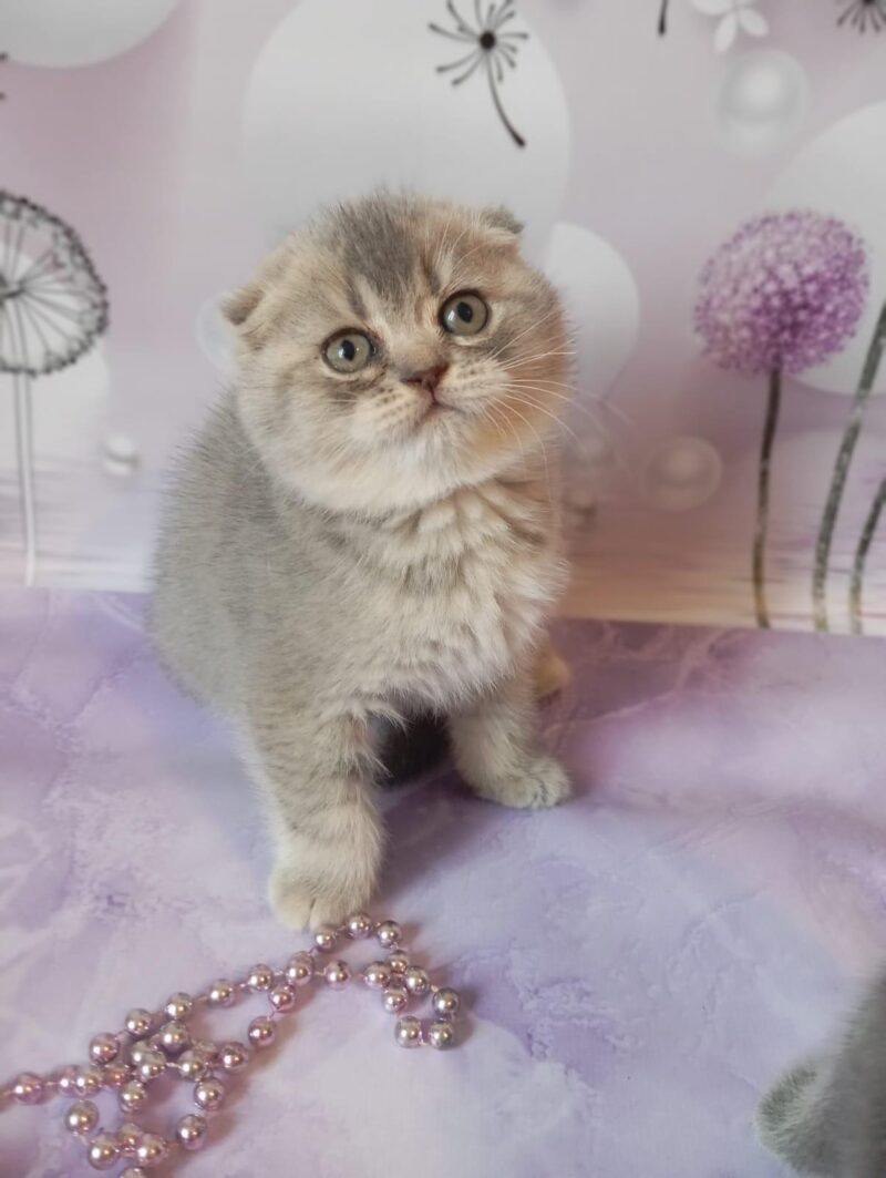 Scottish Fold Kitten – Female – 00243