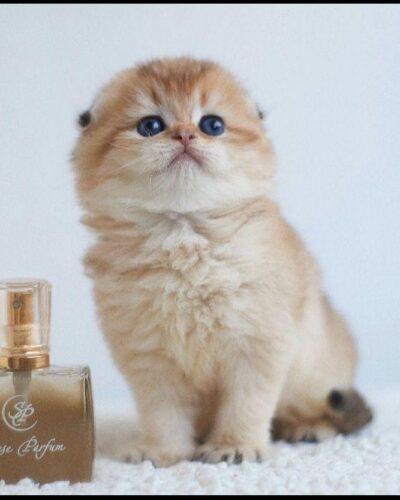 Scottish Fold Kitten – Female – 00242