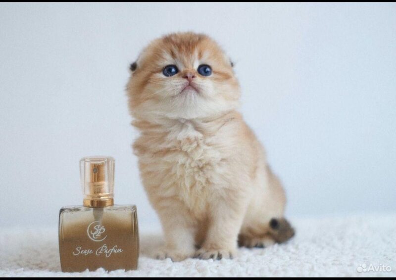 Scottish Fold Kitten – Female – 00242