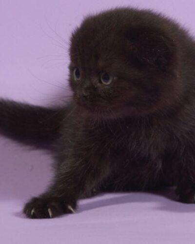 Scottish Fold Kitten – Female – 00245