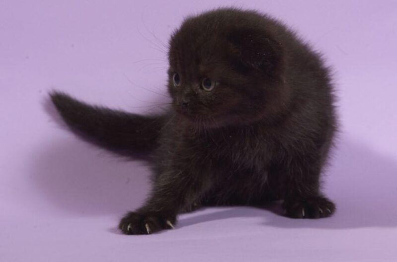 Scottish Fold Kitten – Female – 00245