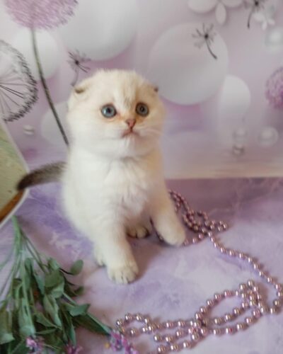 Scottish Fold Kitten – Male – 00244