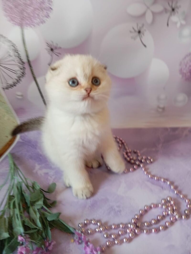 Scottish Fold Kitten – Male – 00244