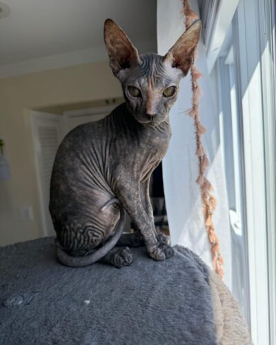 Donskoy Kitten – Female – 00234