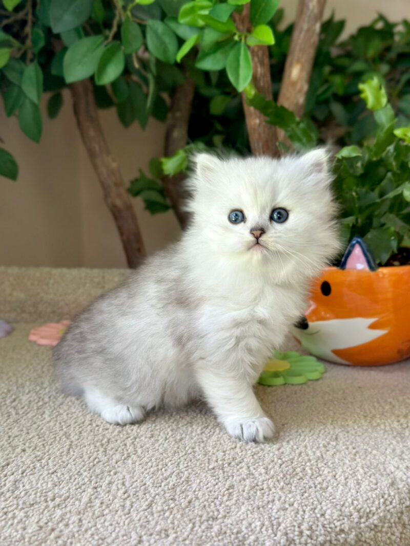 Scottish Straight Longhair Kitten – Male – 00262 - Image 6