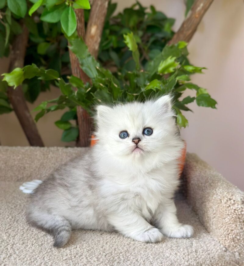 Scottish Straight Longhair Kitten – Male – 00262 - Image 5