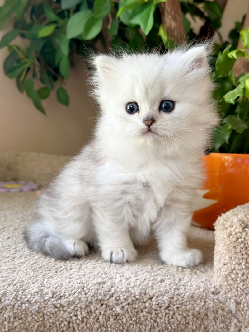 Scottish Straight Longhair Kitten – Male – 00262 - Image 4