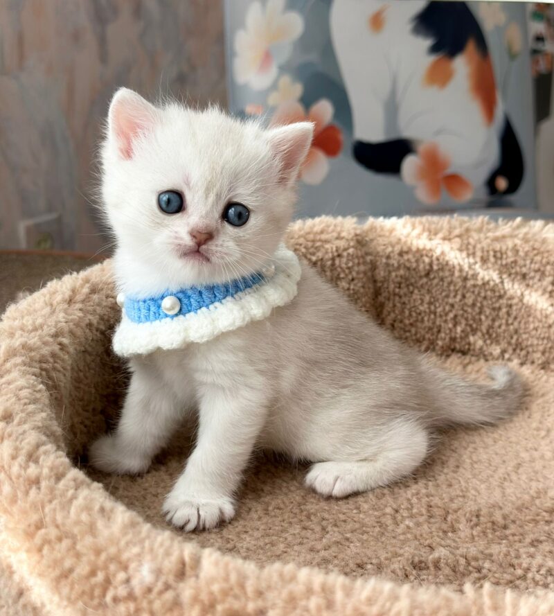 Scottish Straight Longhair Kitten – Male – 00262 - Image 2