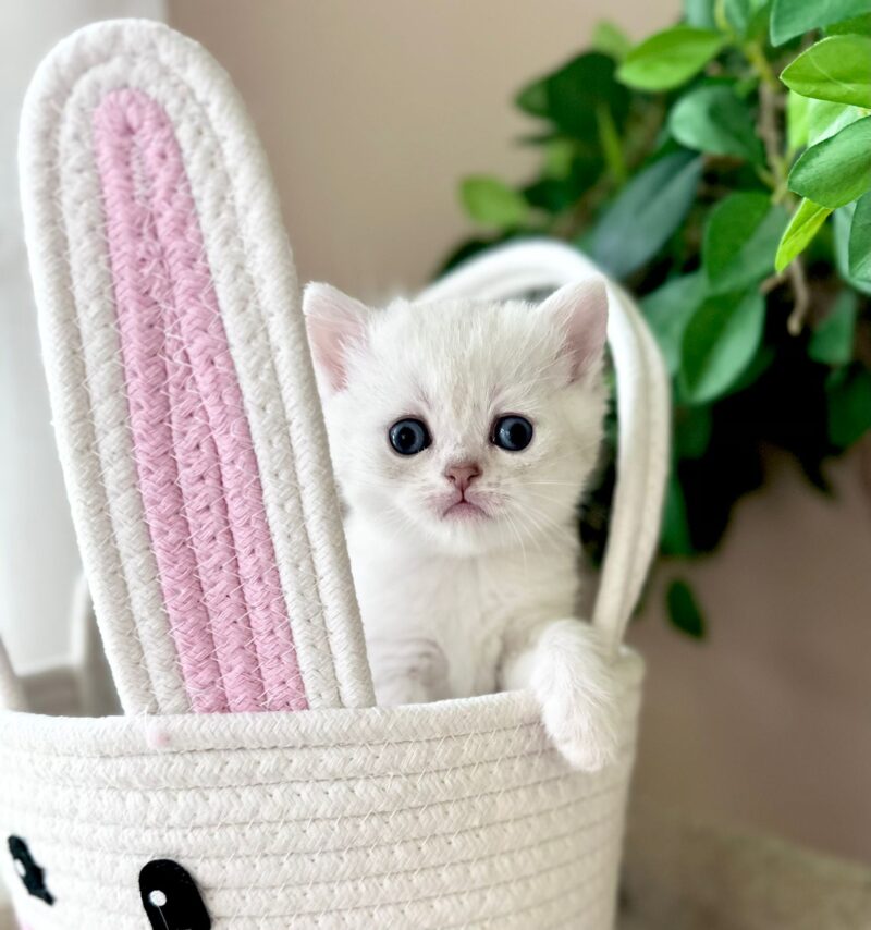 Scottish Straight Longhair Kitten – Male – 00262 - Image 3