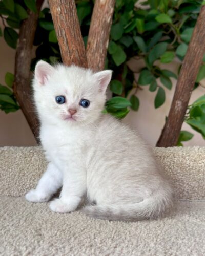 Scottish Straight Longhair Kitten – Male – 00262