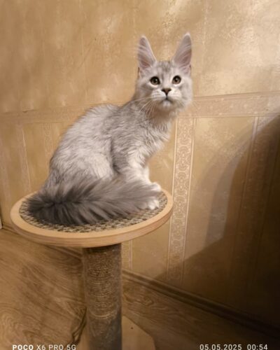 Maine Coon Kitten – Male – 00263