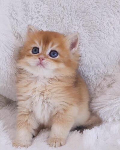 British Longhair Kitten – Male – 00264
