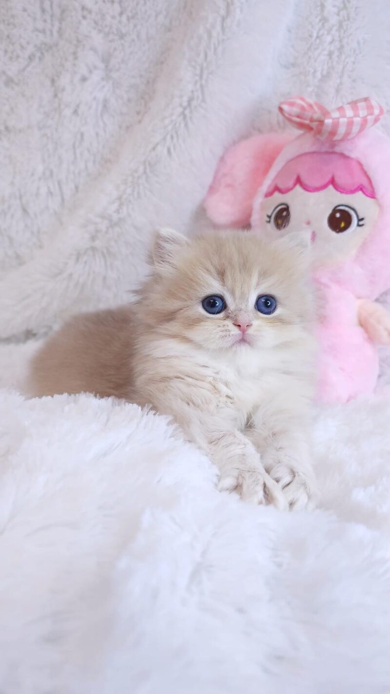 British Longhair Kitten – Female – 00265 - Image 3