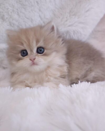 British Longhair Kitten – Female – 00265