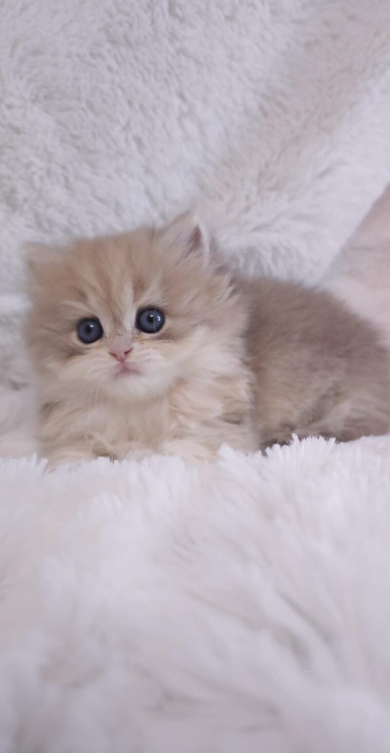 British Longhair Kitten – Female – 00265