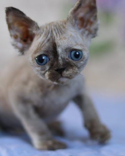 Devon Rex Kitten – Female – 00255 - Date of birth: 03-23-2025