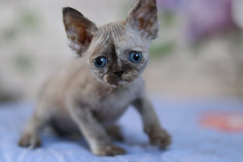 Devon Rex Kitten – Female – 00255 - Date of birth: 03-23-2025