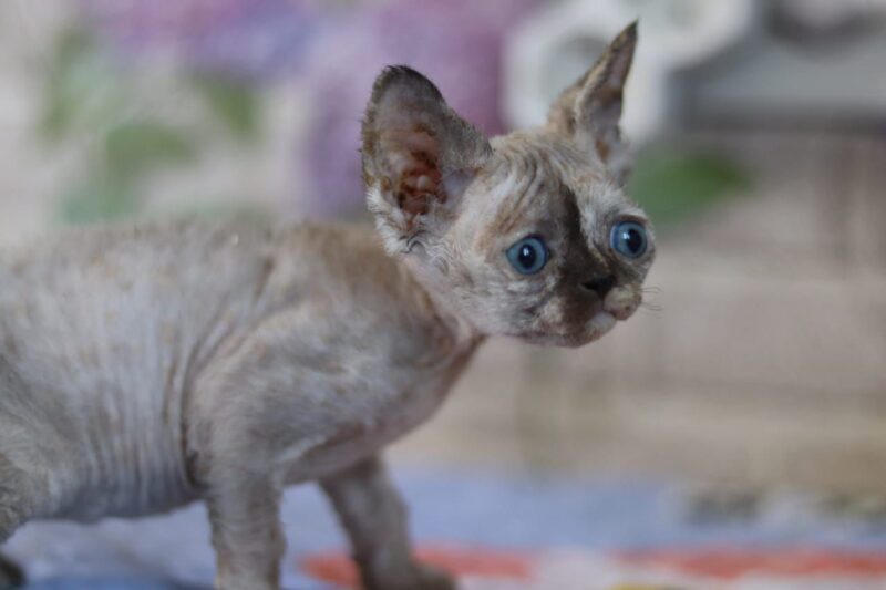 Devon Rex Kitten – Female – 00255 - Date of birth: 03-23-2025 - Image 2