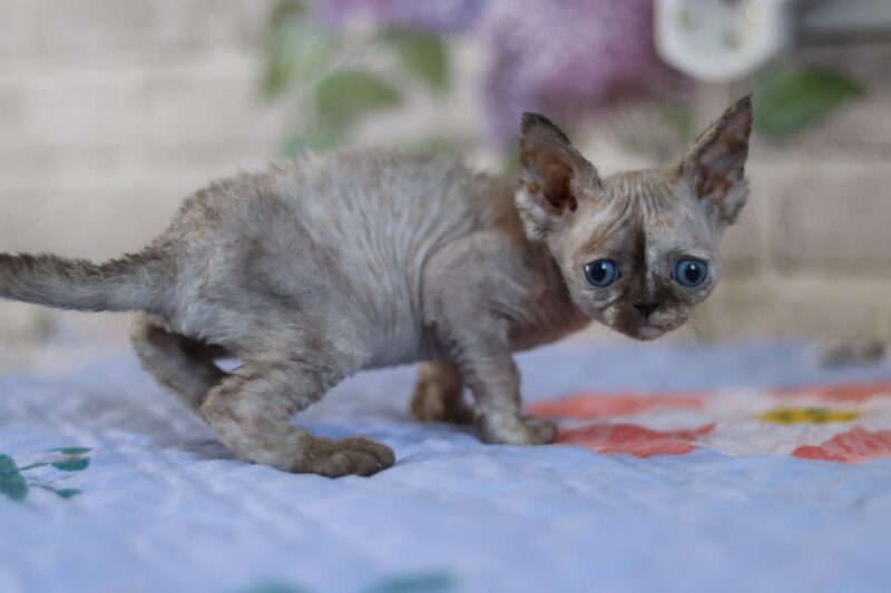 Devon Rex Kitten – Female – 00255 - Date of birth: 03-23-2025 - Image 3