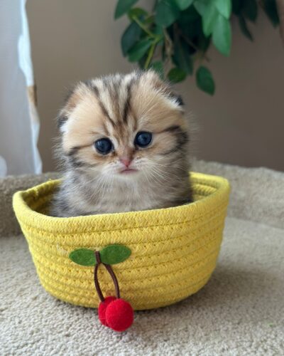 Scottish Fold Kitten – Male – 00261