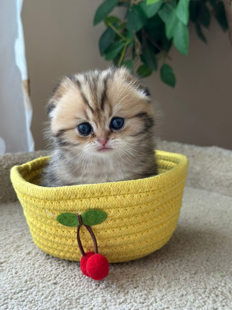 Scottish Fold Kitten – Male – 00261